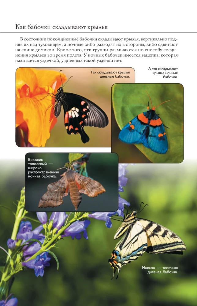 Butterflies. An Illustrated Guide